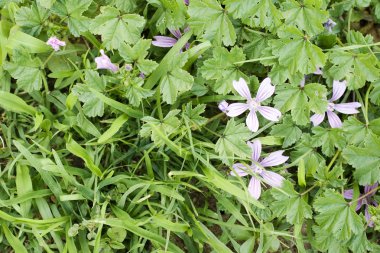 Malva sylvestris