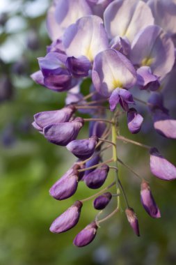 Wisteria bitki