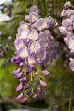 Wisteria bitki