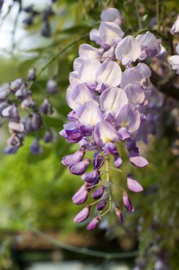 Wisteria bitki