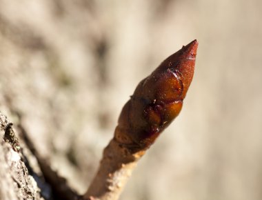 bud ağaç fotoğrafı