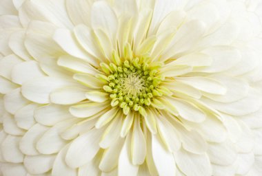 gerbera çiçek