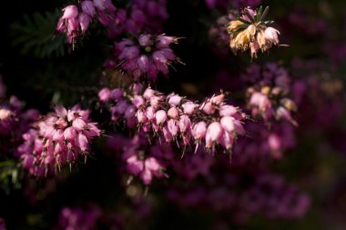 Erica carnea çiçek