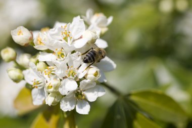 Wasp kiraz çiçek