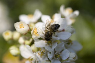 Wasp kiraz çiçek