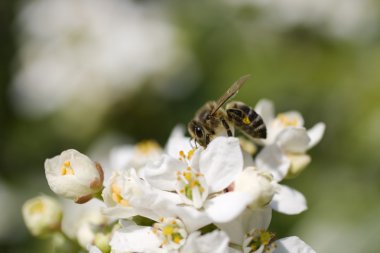 Wasp kiraz çiçek