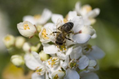 Wasp kiraz çiçek