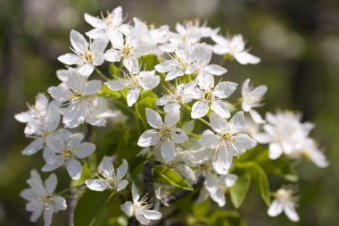 blossom'ın kiraz ağacında