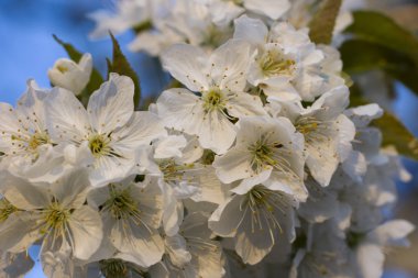 blossom'ın kiraz ağacında