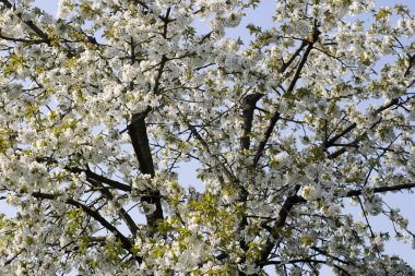 blossom'ın kiraz ağacında