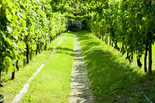 Stock image Vineyard