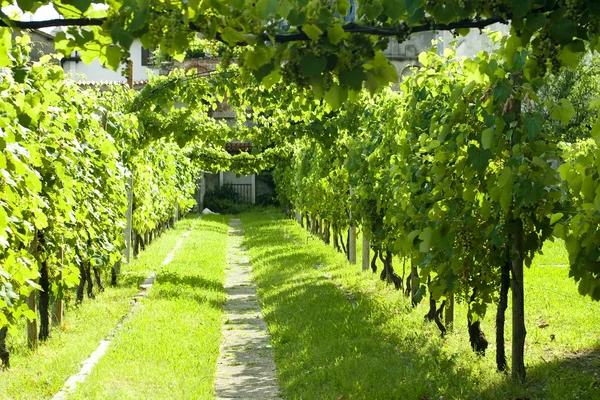 stock image Vineyard