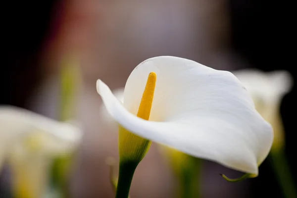 白色马蹄莲 — 图库照片