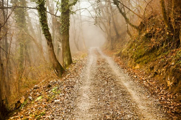 Road in the wood — Stock Photo, Image