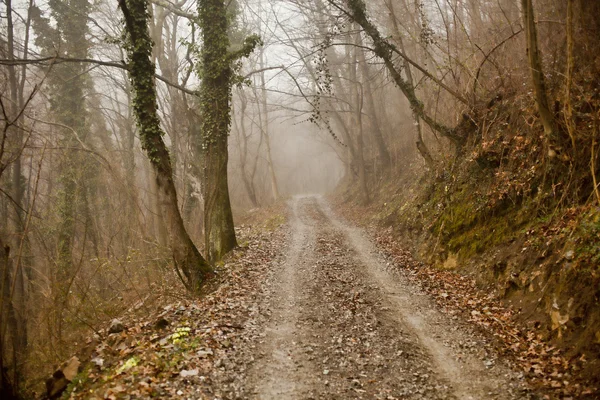 Road in the wood — Stock Photo, Image