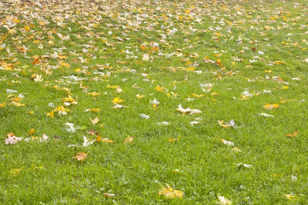Dried leaves on grass — Stock Photo, Image