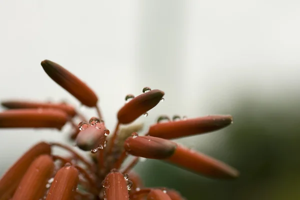 Turuncu bitki — Stok fotoğraf