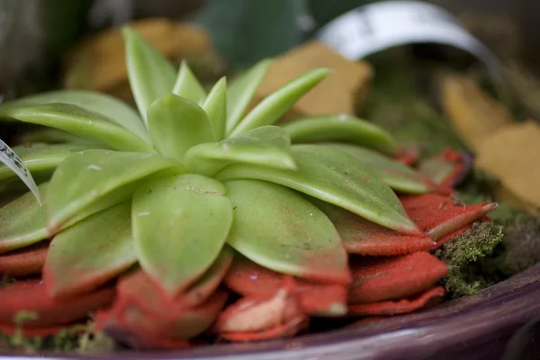 stock image Succulent plant