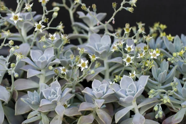 stock image Succulent plant