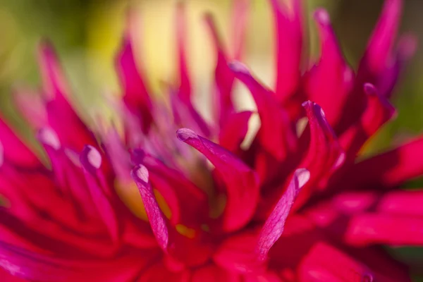Petali di fiori — Foto Stock