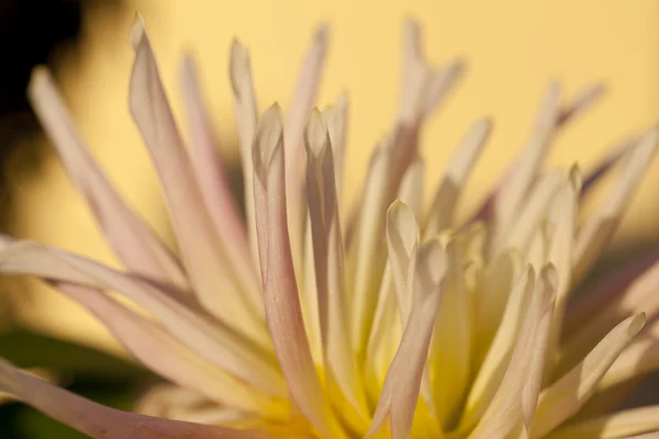 Пелюстки квітів — стокове фото