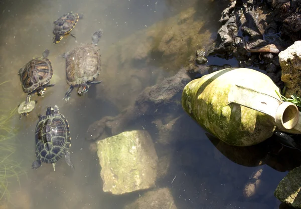 Schildpadden onderwater — Stockfoto