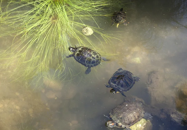 Tortugas bajo el agua — Foto de Stock