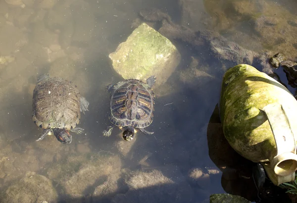 Schildpadden onderwater — Stockfoto