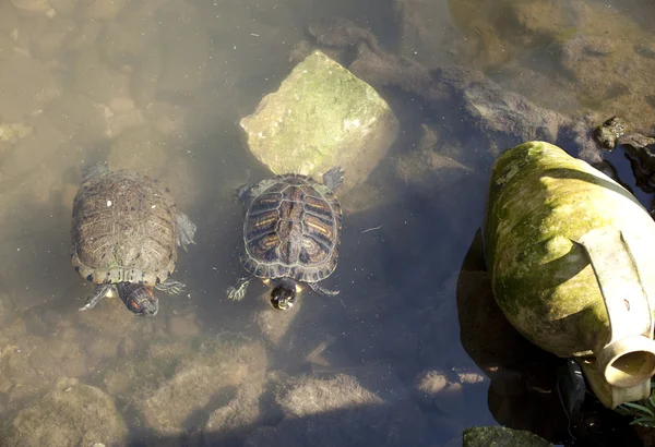 Tortugas bajo el agua — Foto de Stock