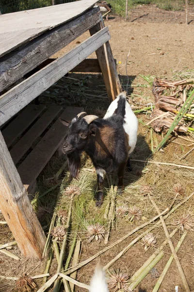Goat — Stock Photo, Image