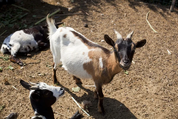 Goats — Stock Photo, Image