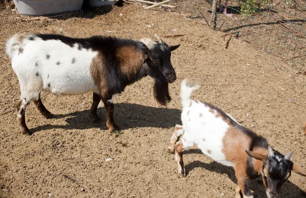 Cabras —  Fotos de Stock