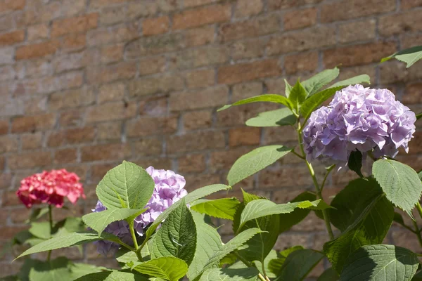 stock image Hydrangea