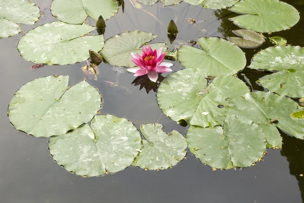 Stock image Nymphaea , Water Lilly