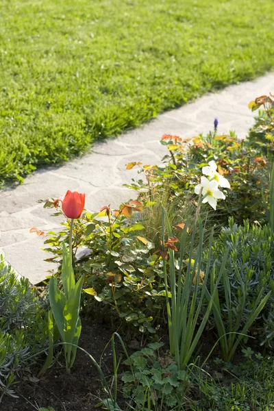 Narcisos brancos e tulipa vermelha — Fotografia de Stock