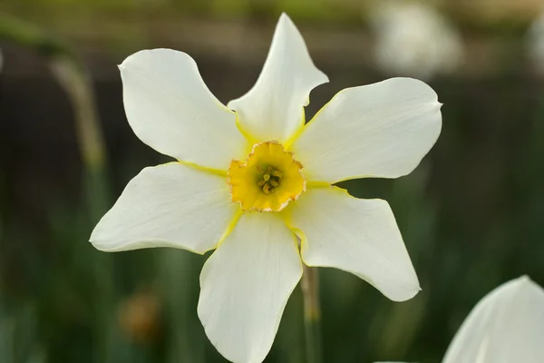 Narcise albe — Fotografie, imagine de stoc