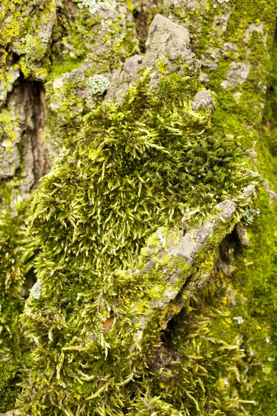 Lichen — Stock fotografie
