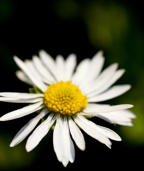 stock image Daisy