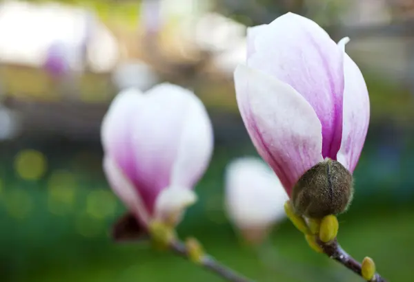 Fehér magnolia — Stock Fotó