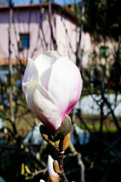 White magnolia — Stock Photo, Image