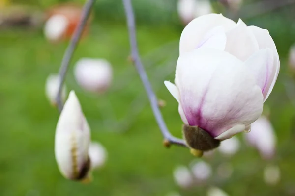 Magnolia biała — Zdjęcie stockowe