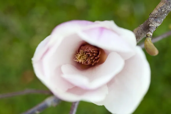 White magnolia — Stock Photo, Image