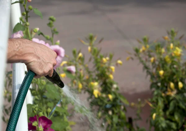 De tuin water geven — Stockfoto