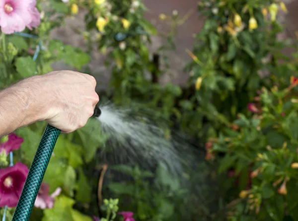 De tuin water geven — Stockfoto
