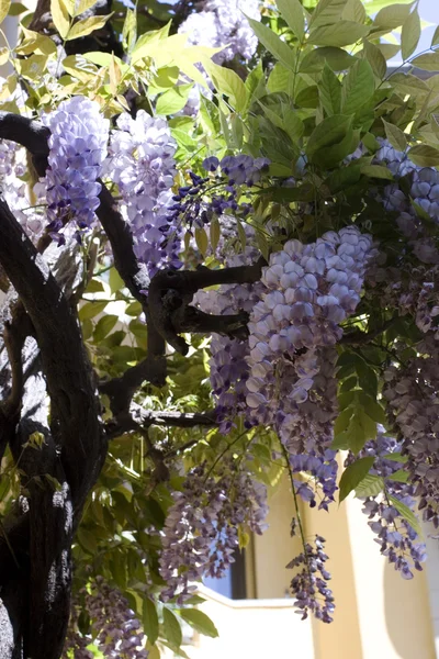 Planta de wisteria — Fotografia de Stock