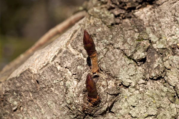 Foto der Knospe auf einem Baum — Stockfoto