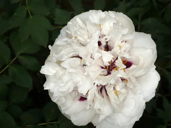 Fiore bianco — Foto Stock