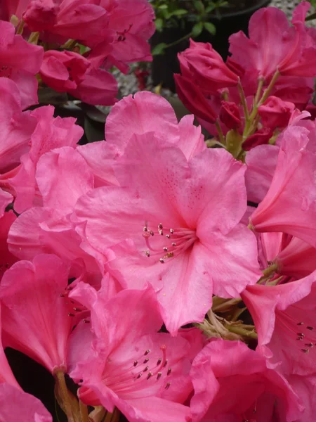 Fuchsia flower — Stock Photo, Image