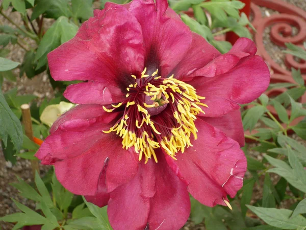 Fuchsia flower — Stock Photo, Image