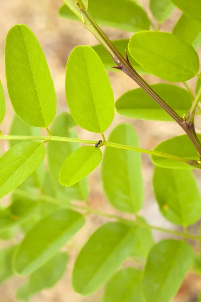 stock image Leaves